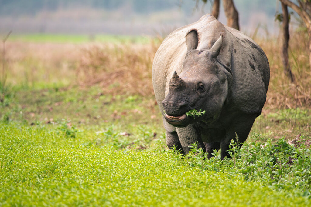 An adult female one horned rhinoceros grazes at Chitwan National Park in Nepal
