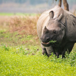 An adult female one horned rhinoceros grazes at Chitwan National Park in Nepal